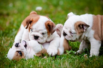 cuccioli di bulldog che giocano